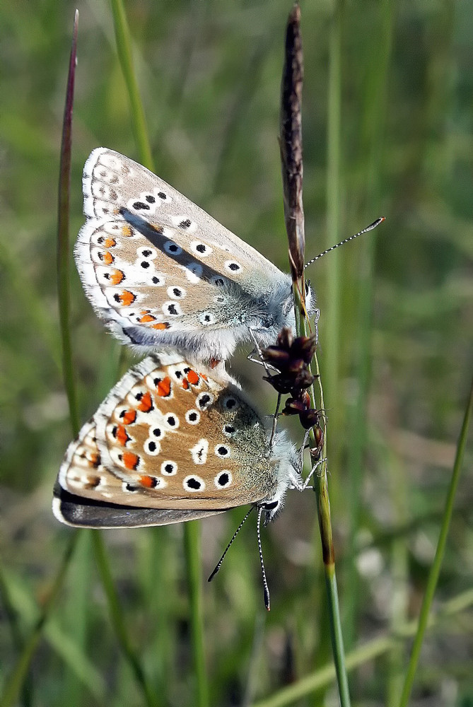 El amor de las mariposas