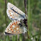 El amor de las mariposas