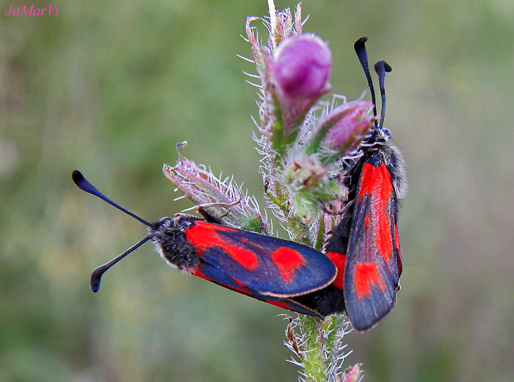 El amor en las mariposas