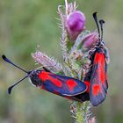 El amor en las mariposas