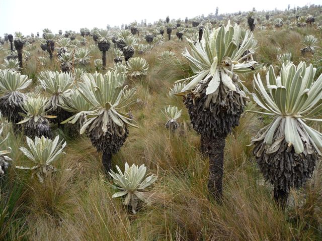 El Angel, Ecuador