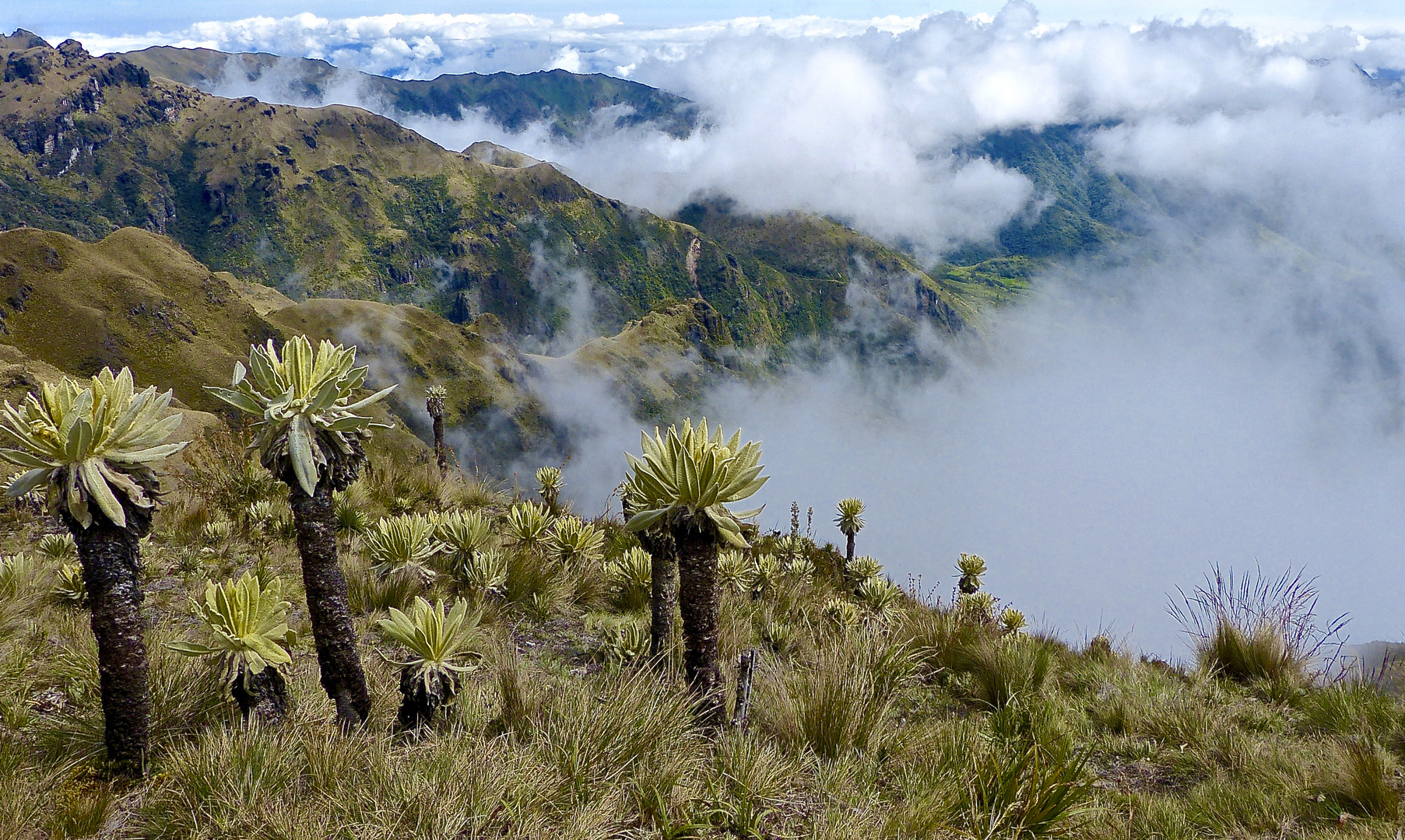 El Angel Nationalpark im Norden von Ecuador in den Anden