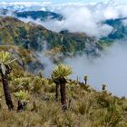 El Angel Nationalpark im Norden von Ecuador in den Anden