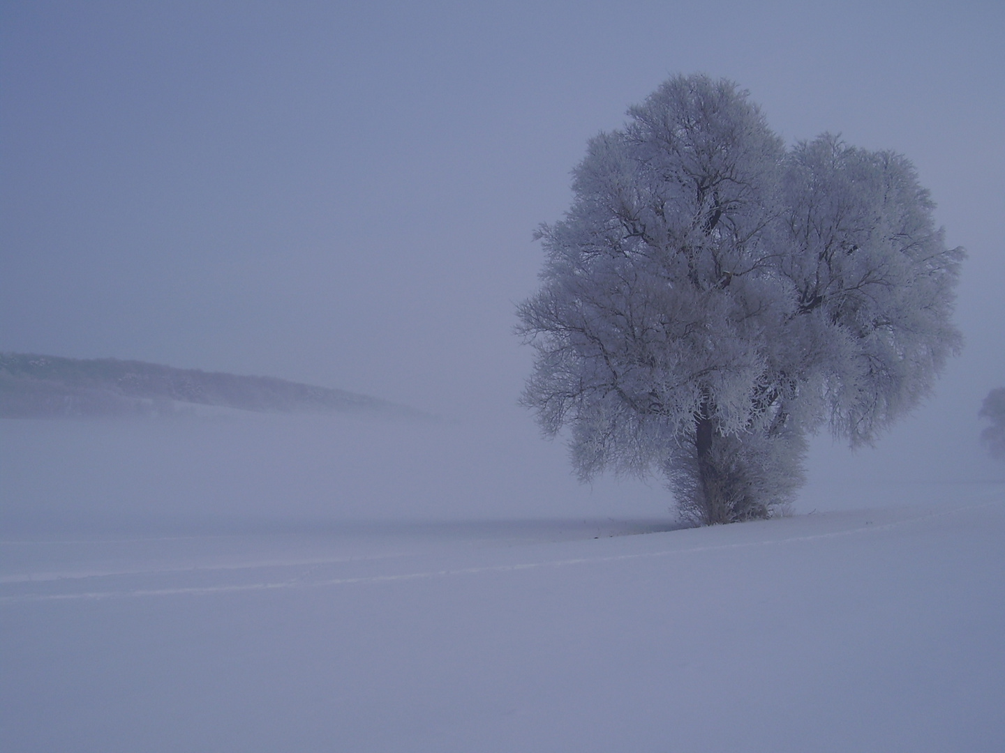 el arbol