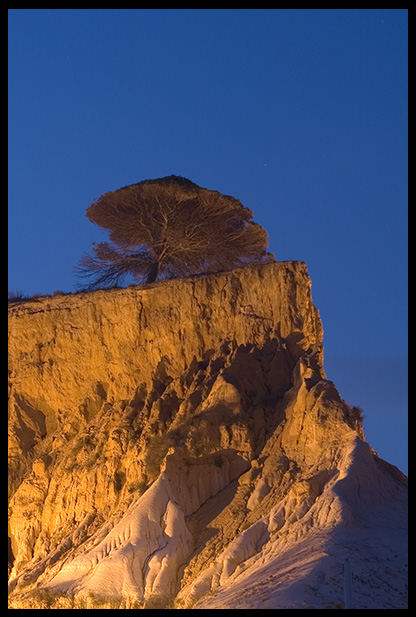 El árbol