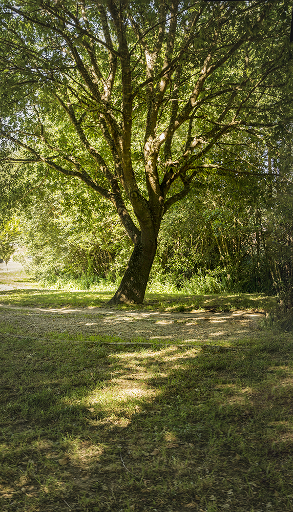 EL ARBOL