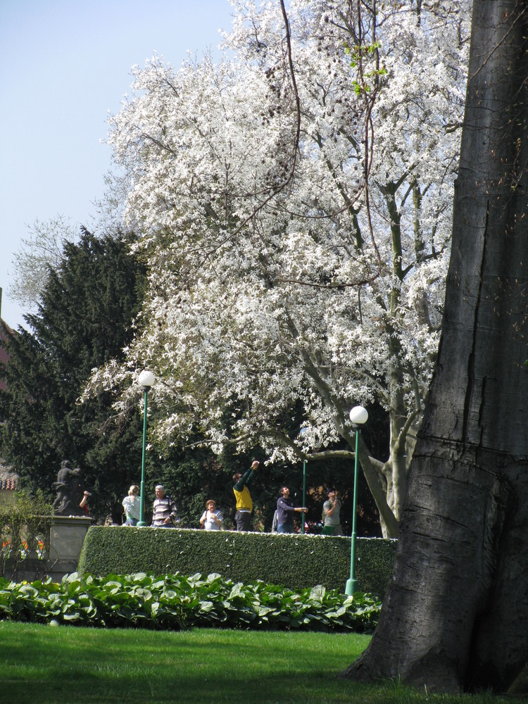 El árbol blanco