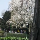 El árbol blanco