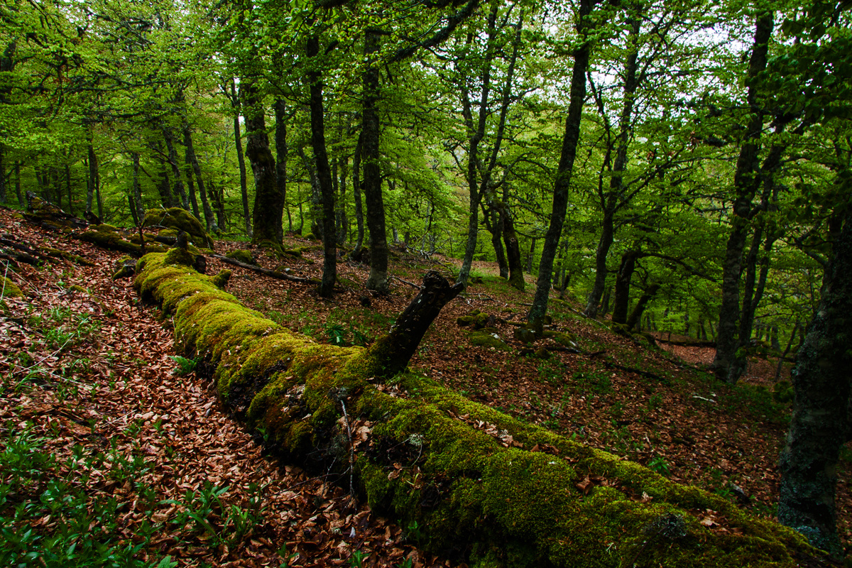 El árbol caído