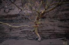 El árbol de Brea