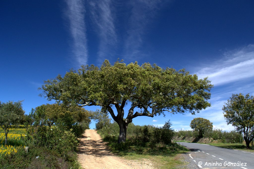 El árbol de corcho /Quercus suber