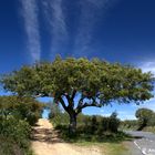 El árbol de corcho /Quercus suber