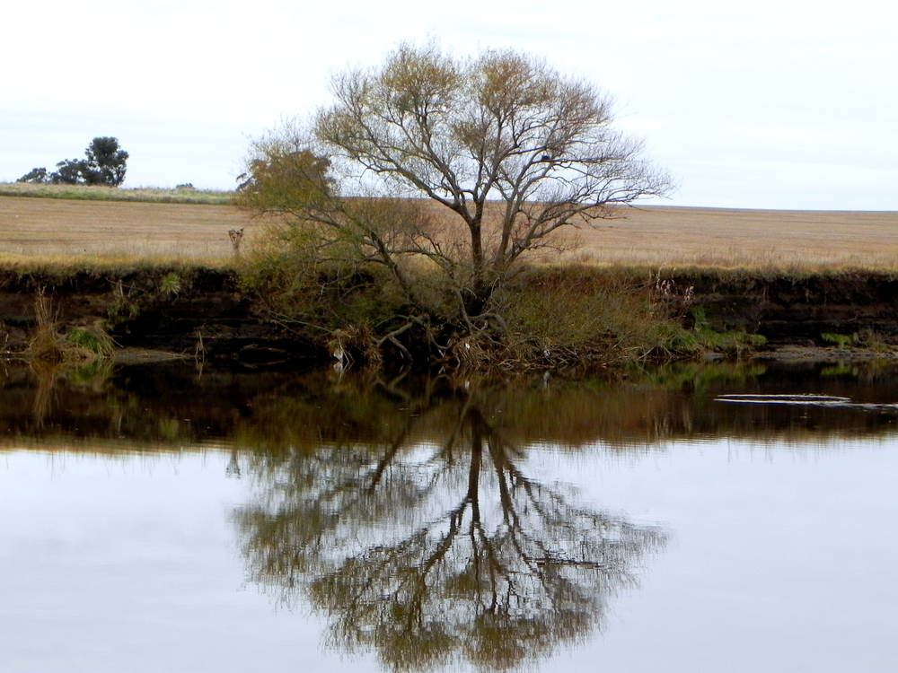 el arbol de enfrente