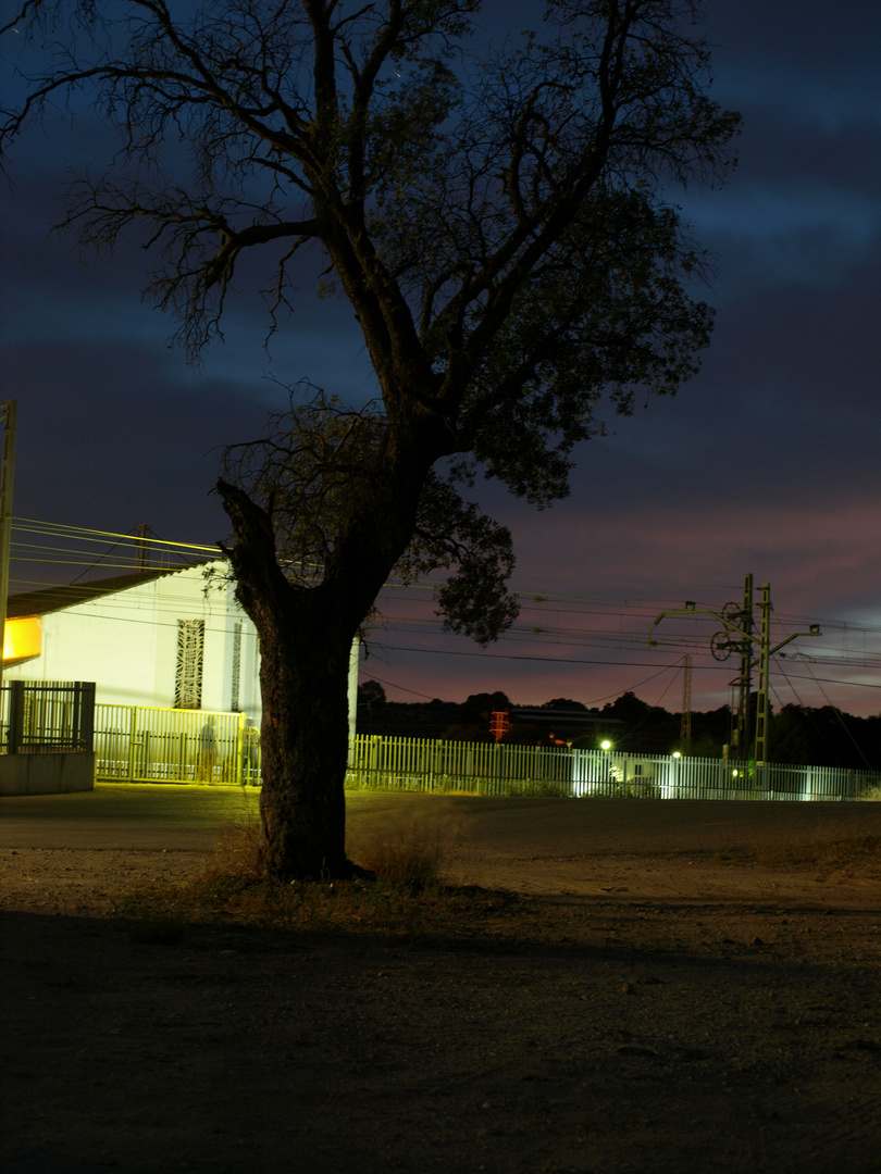 El árbol de la noche