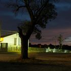 El árbol de la noche