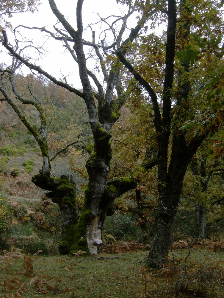 El arbol de la pelicula " EL SEÑOR DE LOS ANILLOS"