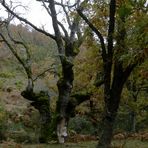 El arbol de la pelicula " EL SEÑOR DE LOS ANILLOS"