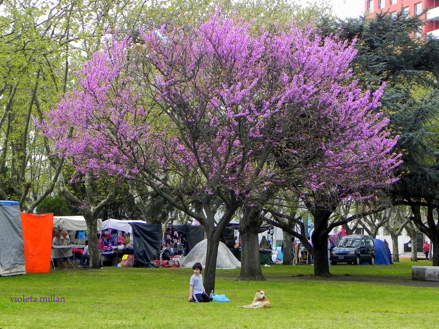 EL ARBOL DE LA PLAZA