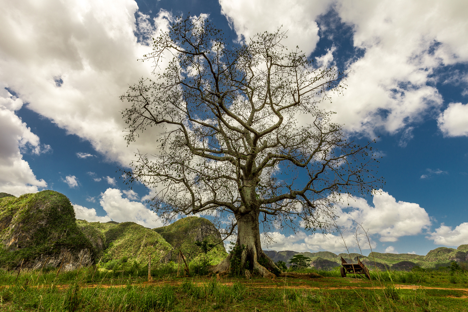 El arbol de la santera