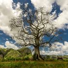 El arbol de la santera