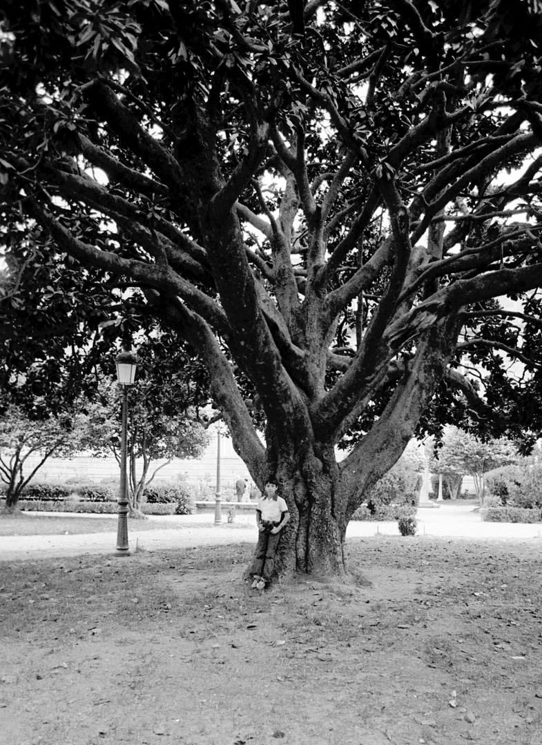 EL ARBOL DE LA VIDA