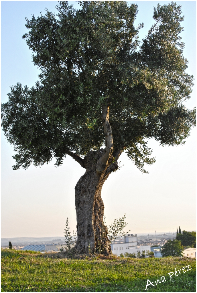 El árbol de la vida