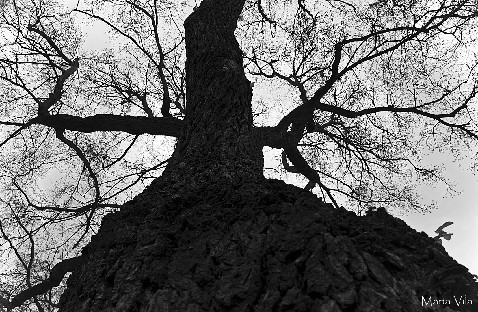 El árbol de la vida