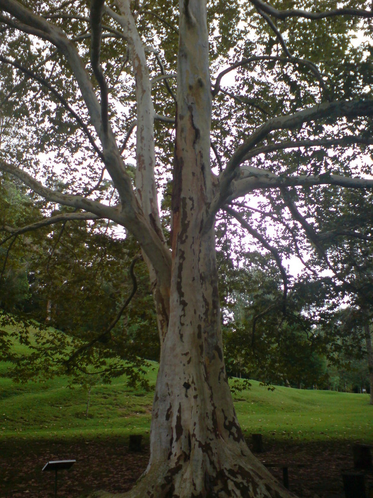 "El Arbol de la Vida Viva"