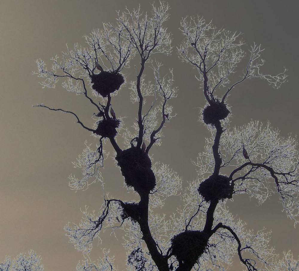 El árbol de las cigüeñas...FERNANDO LÓPEZ   fOTOGRAFÍAS...