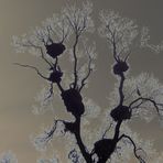El árbol de las cigüeñas...FERNANDO LÓPEZ   fOTOGRAFÍAS...