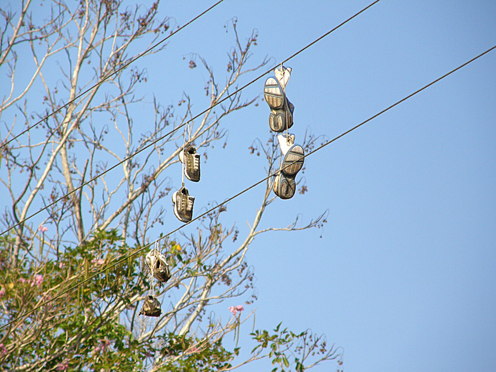 el arbol de los recuerdos...