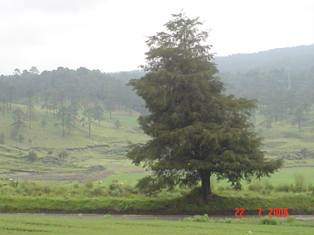 El Arbol de Mamá