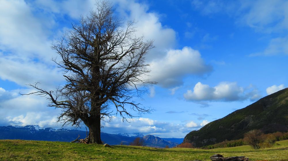 El Arbol de Martin