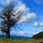 El Arbol de Martin