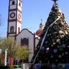 El árbol de mi ciudad