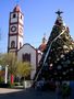 El árbol de mi ciudad de sabrik 