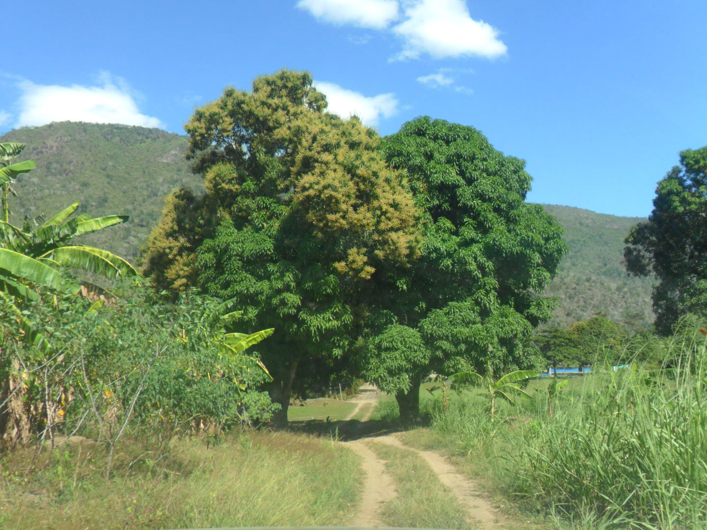 El árbol del mango en Puerto Ocopa -Satipo - Junín