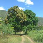 El árbol del mango en Puerto Ocopa -Satipo - Junín