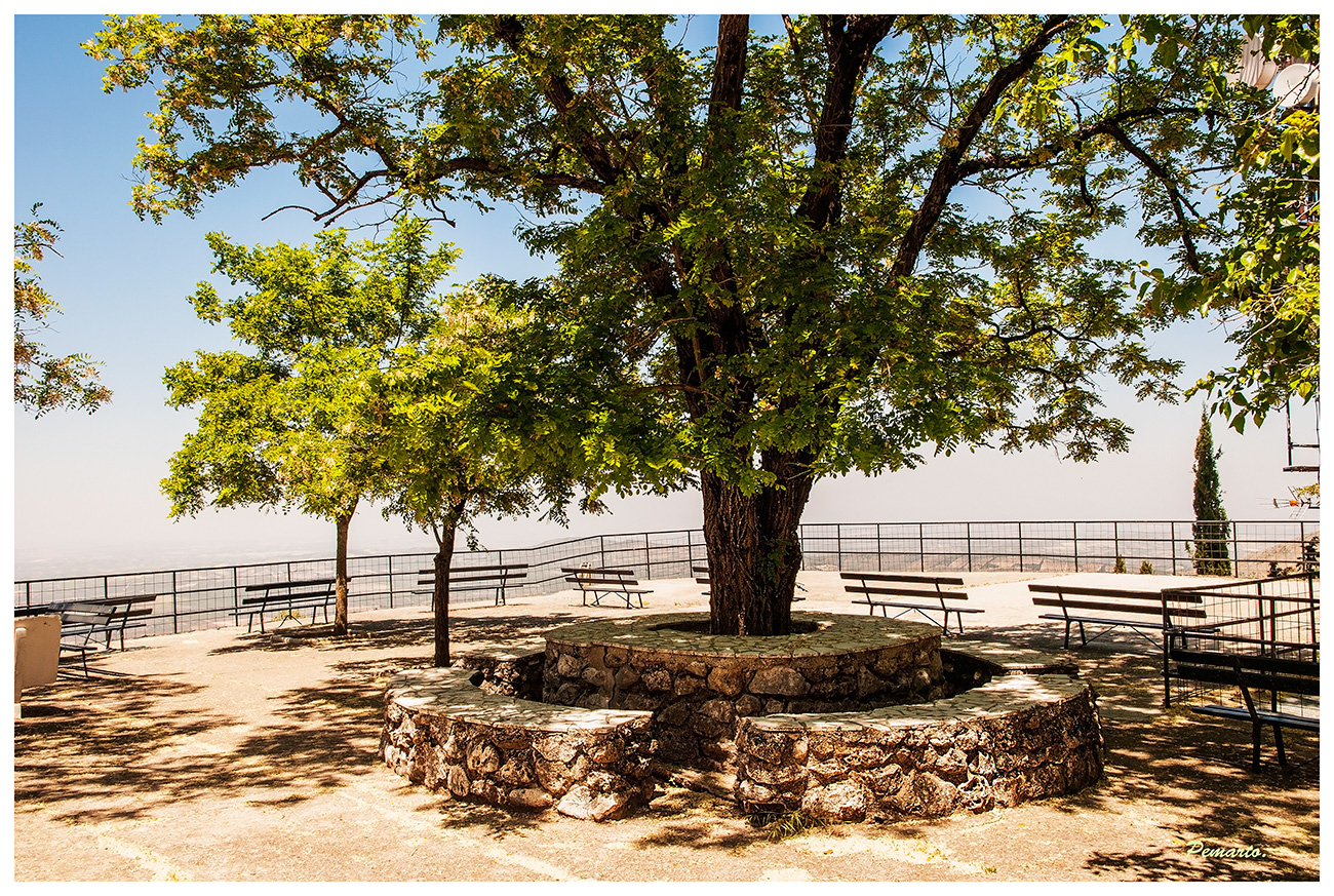 El arbol del mirador.....