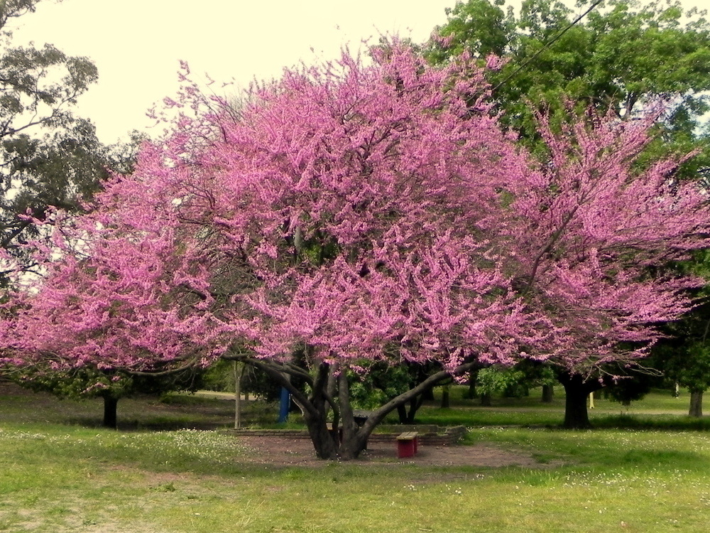 EL ARBOL DEL PARQUE