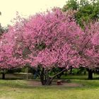 EL ARBOL DEL PARQUE