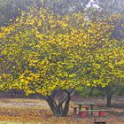 EL ARBOL DEL PARQUE