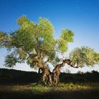 El árbol dormido