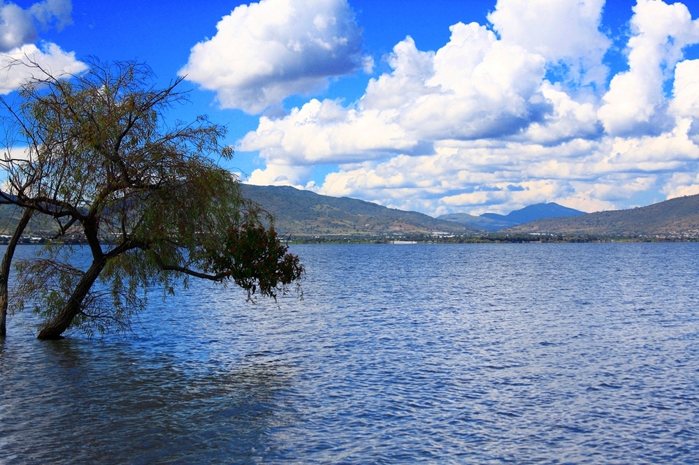 el arbol en el lago