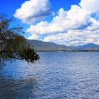 el arbol en el lago