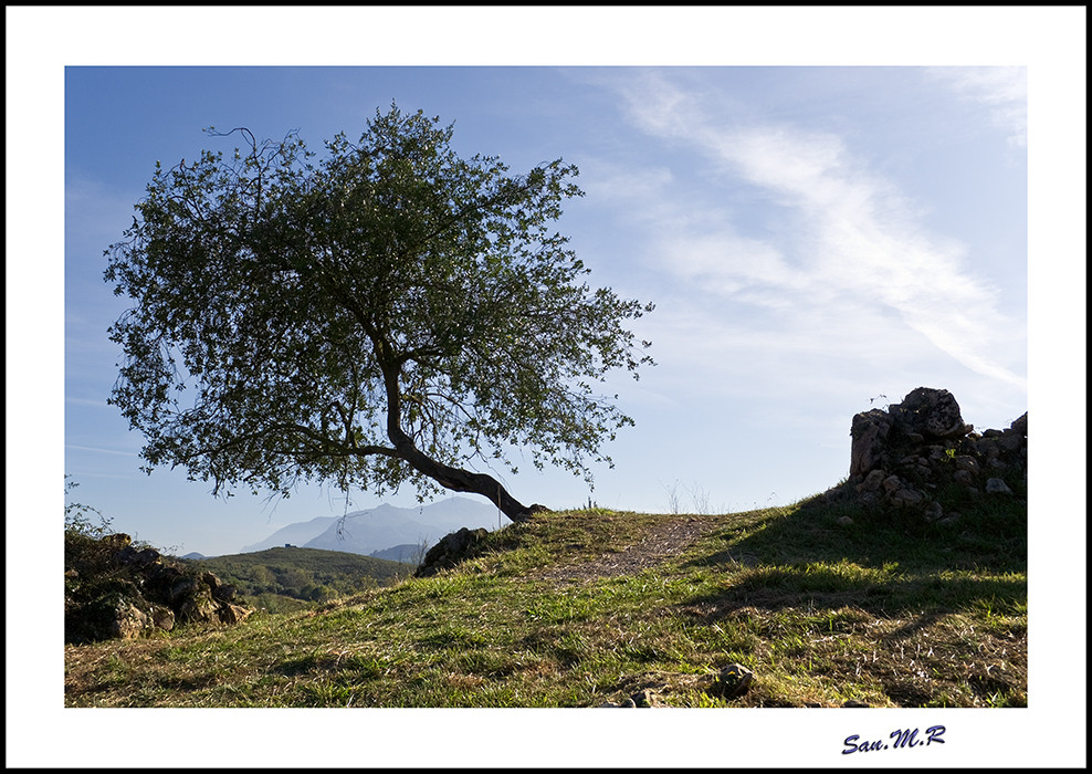 El árbol en la colina