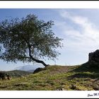 El árbol en la colina