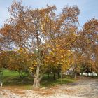 El árbol fantástico