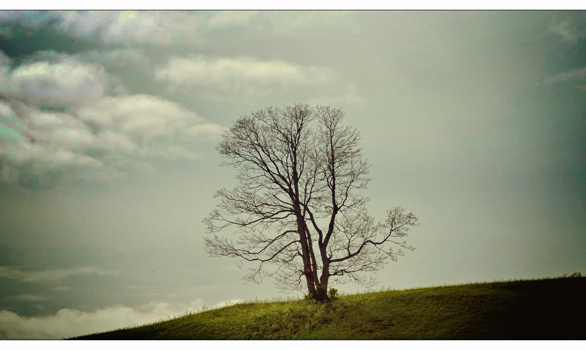 "El árbol fuerte"