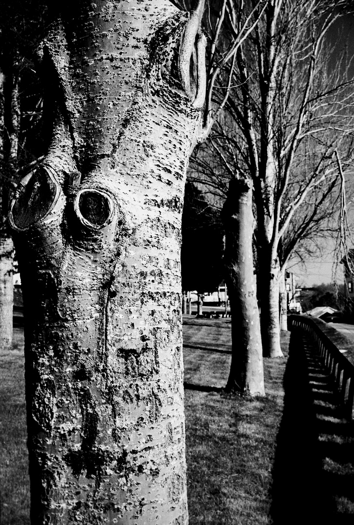 EL ARBOL    .pelicula B&N Ilford Delta 100